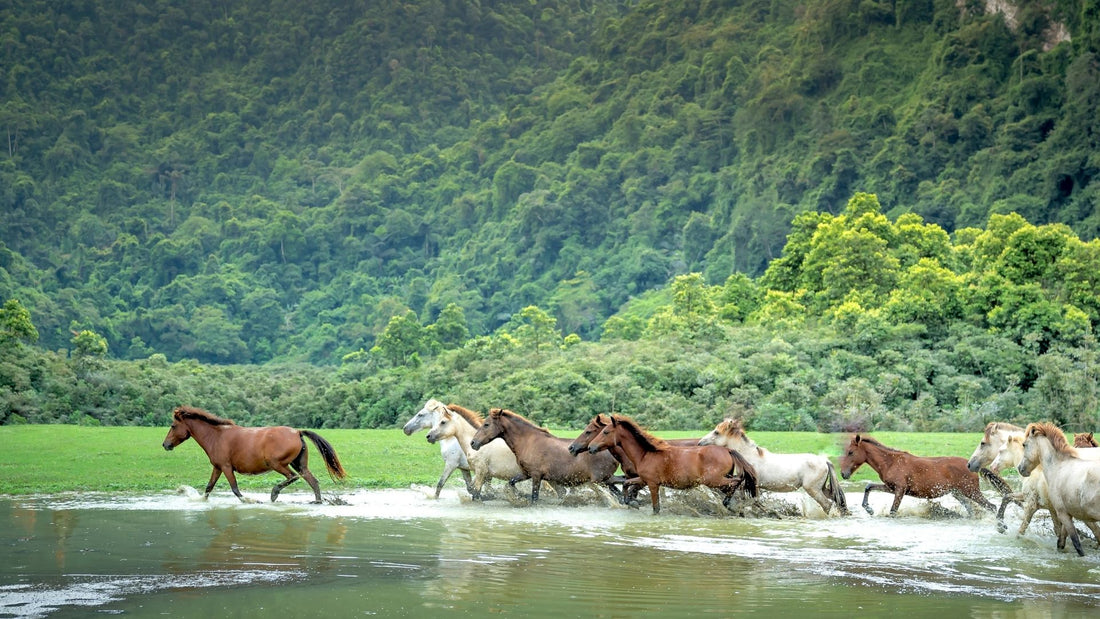 Turismo de Aventura en Chile: Por Qué un Tour a Caballo es la Mejor Forma de Explorar