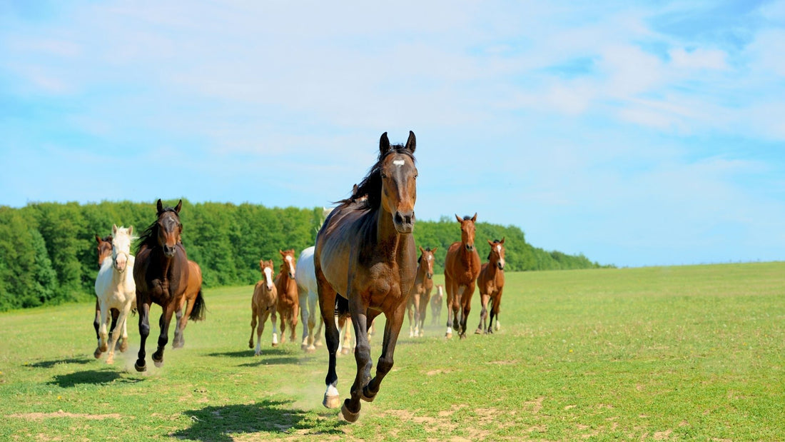 5 Razones para Explorar Chile a Caballo: Una Experiencia Inolvidable