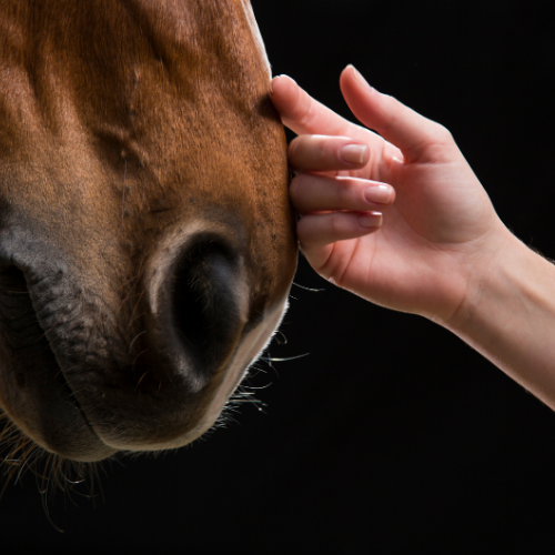 Cabalgatas para Principiantes: Lo que Debes Saber Antes de tu Primera Aventura