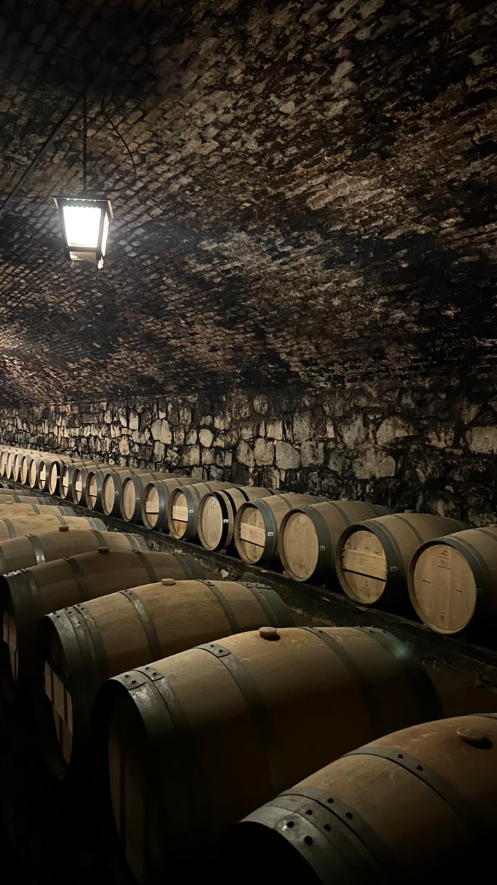 Cabalgata en Cajón del Maipo + Premium Wine tasting Viña Concha y toro 🐎🍷