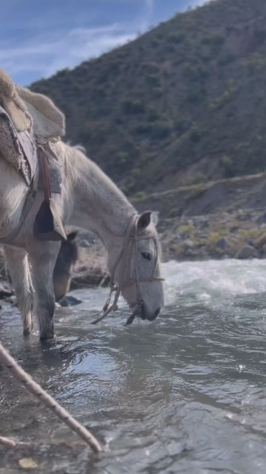 Feel the Magic of the El Yeso River: 3-Hour Horseback Ride, Relaxation and Unforgettable Adventures in Nature.